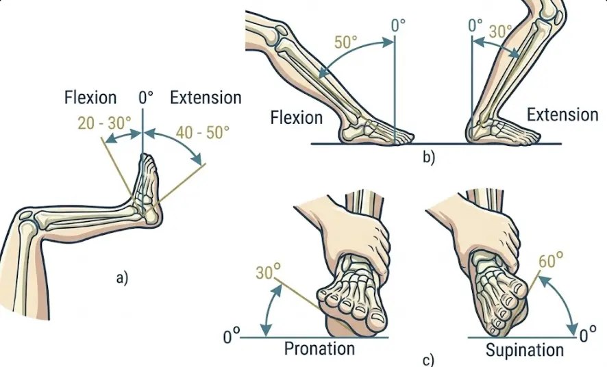 Ankle Range of Motion Orthopedic Special Test