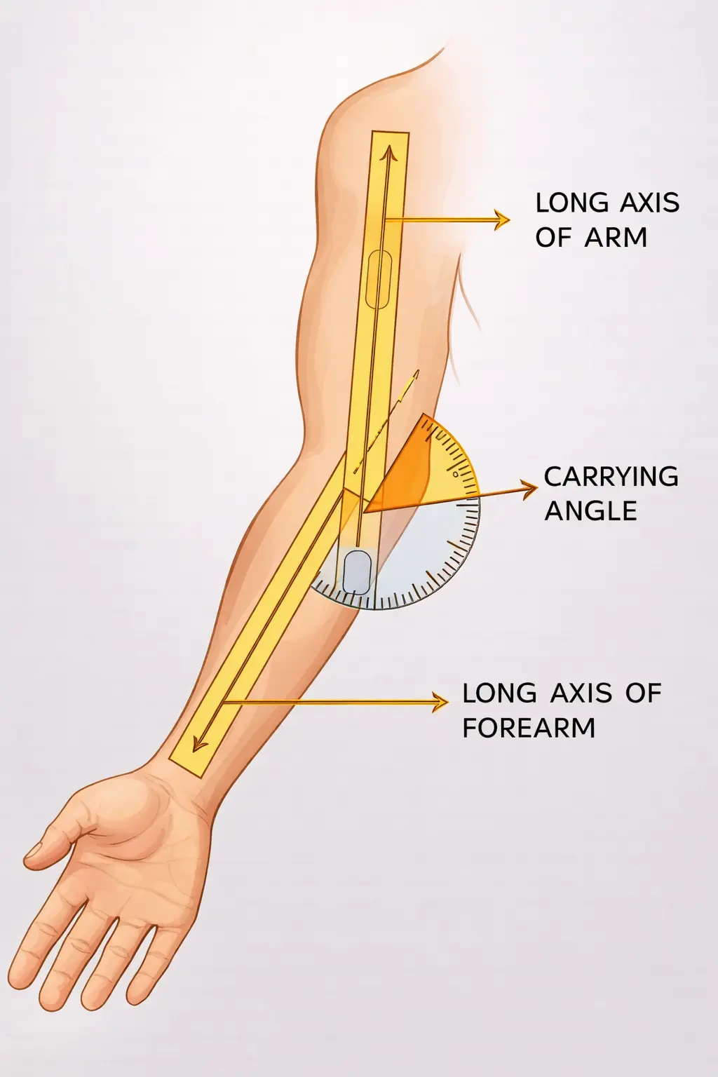 Carrying Angle Measurement Orthopedic Special Test